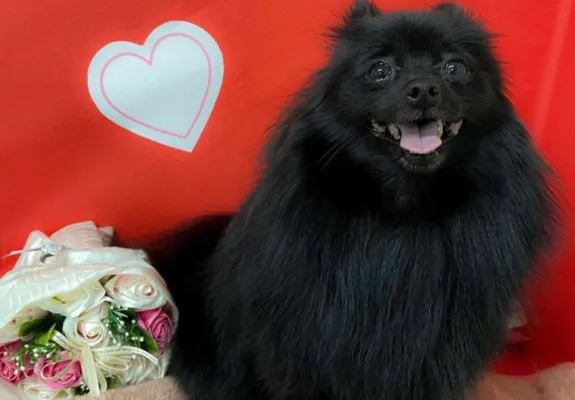 愛犬の「モコちゃん」