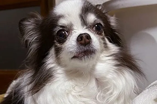 湯淺選手の愛犬のチワワ